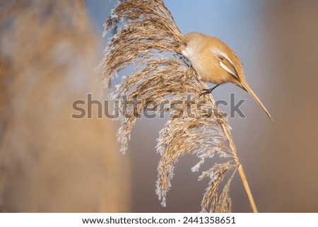 The bearded reedling - Panurus biarmicus, is a small, long-tailed passerine bird found in reed beds near water in the temperate zone of Eurasia. Royalty-Free Stock Photo #2441358651