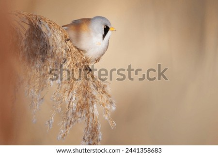 The bearded reedling - Panurus biarmicus, is a small, long-tailed passerine bird found in reed beds near water in the temperate zone of Eurasia. Royalty-Free Stock Photo #2441358683