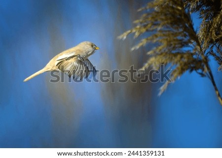 The bearded reedling - Panurus biarmicus, is a small, long-tailed passerine bird found in reed beds near water in the temperate zone of Eurasia. Royalty-Free Stock Photo #2441359131