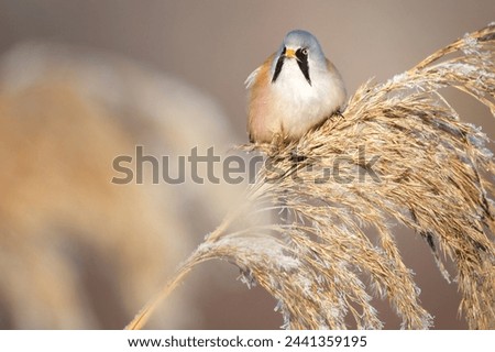 The bearded reedling - Panurus biarmicus, is a small, long-tailed passerine bird found in reed beds near water in the temperate zone of Eurasia. Royalty-Free Stock Photo #2441359195