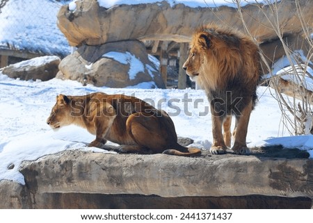 Playing in snow lion is one of the four big cats in the genus Panthera, and a member of the family Felidae. It is the second-largest living cat after the tiger Royalty-Free Stock Photo #2441371437