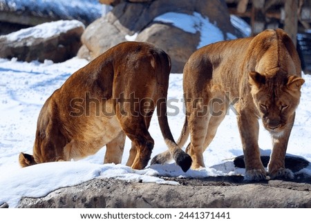 Playing in snow lion is one of the four big cats in the genus Panthera, and a member of the family Felidae. It is the second-largest living cat after the tiger Royalty-Free Stock Photo #2441371441