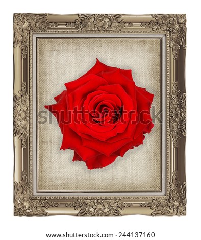 red rose on golden frame with empty grunge linen canvas for your picture, photo, image. beautiful vintage background