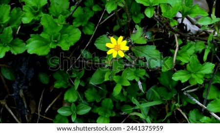 beautiful yellow small flowers on a background of lush green leaves