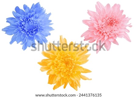 The three chrysanthemum flowers are composed of orange, pink, and blue as white background picture.flower on clipping path.