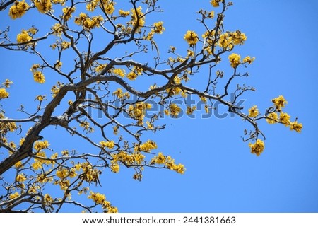 Yellow tree blossoms on tree in Costa Rica Royalty-Free Stock Photo #2441381663