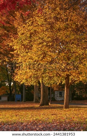 Fall scene with beautiful yellow trees. Seasonal.                                