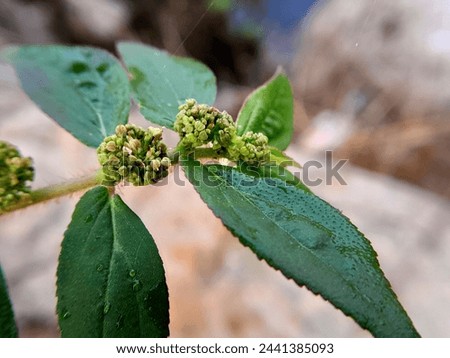 Euphorbia hirta,in English pillpod sandmat medicinal plants Royalty-Free Stock Photo #2441385093