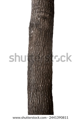 Picture of a big tree trunk on a white background.