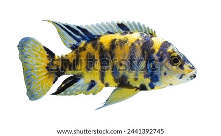 African cichlid on isolated white background. Red Empress cichlid fish (Protomelas taeniolatus ,Haplochromis steveni)