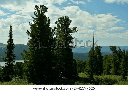 A group of tall cedars on the edge of a dense coniferous forest on a gentle mountain slope near the shore of a large lake on a cloudy summer day.