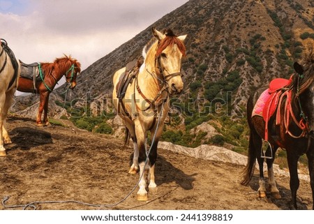Welsh pony running and standing in tall grass, long mane, brown horse galloping, brown horse standing in tall grass in sunset light, beautiful mount bromo background