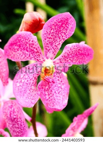 The dazzling pink orchid flower