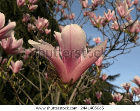 Close up shot of magnolia