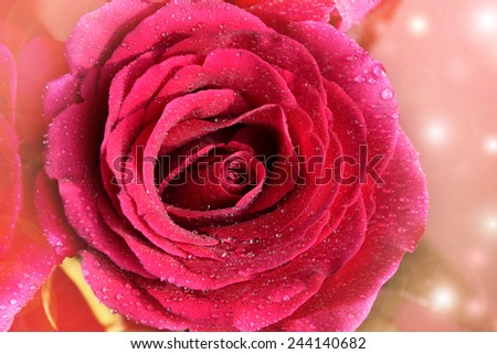 Beautiful Valentine red Rose with water drops