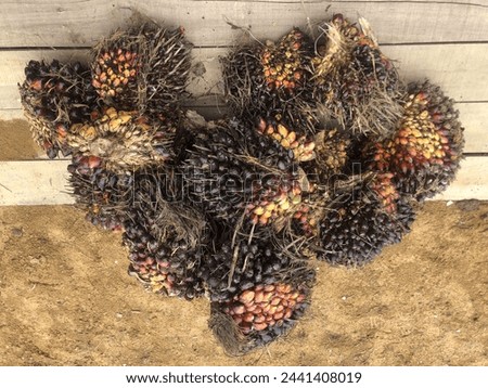 Oil palm is a type of plant belonging to the genus Elaeis and the order Arecaceae. This plant is used in commercial agricultural businesses to produce palm oil
