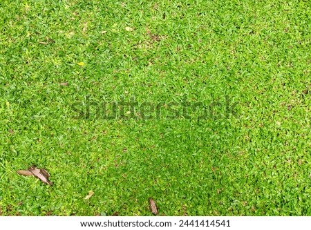 Picture of grass in an outdoor garden for background