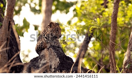 Sub adult leopard resting on a rock in summer in central india
