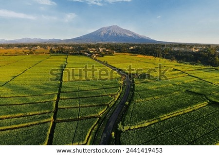 Morning view of a road in the middle of rice field with a mount as background