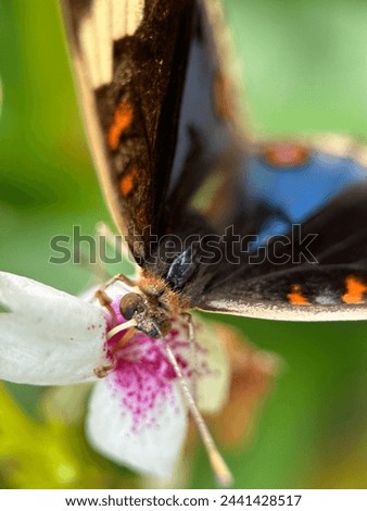seen from above a brown butterfly sucking flower juice