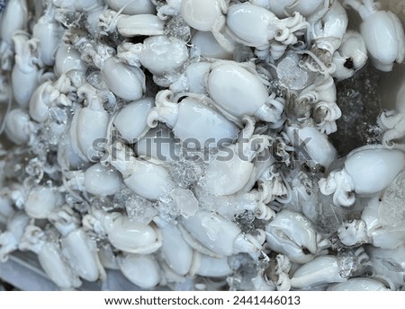 a photography of a bunch of squids in a container.