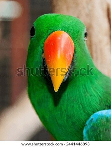 a photography of a green parrot with a bright orange beak.