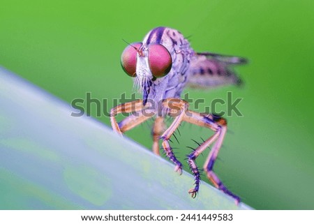 The Asilidae are the robber fly family, also called assassin flies.  Royalty-Free Stock Photo #2441449583