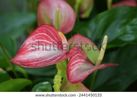 Close-up of red-white Flamingo flowers (Anthurium) blooming with natural light on a green leaves background. The ornamental flowers for decorating in the garden. Royalty-Free Stock Photo #2441450133