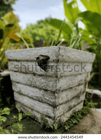 Aspects of the environment, like the small mollusk and greenery, juxtaposed with man-created elements. Royalty-Free Stock Photo #2441454549