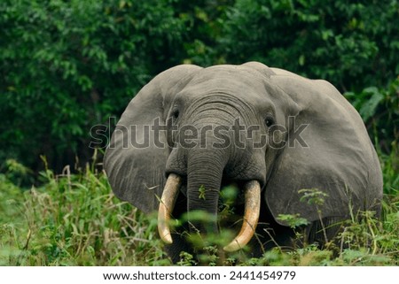 African forest elephant (Loxodonta cyclotis) and the Lekoli River. Odzala-Kokoua National Park. Cuvette-Ouest Region. Republic of the Congo Royalty-Free Stock Photo #2441454979