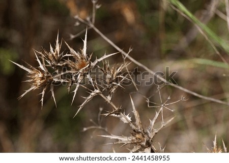 dead and brown flower head of Field eryngo or Watling Street thistle (Eryngium campestre) isolated on a natural background