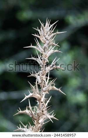 dead and brown flower head of Field eryngo or Watling Street thistle (Eryngium campestre) isolated on a natural background