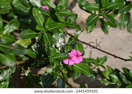 Beautiful pink Periwinkle flowers under the sun creates a beautiful picture