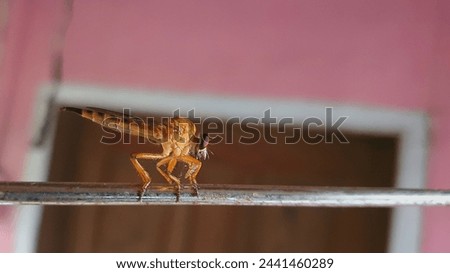 Asilidae or "robber flies" are a family of predatory flies, known for their aggressive nature. Flies in this family usually eat other insects and ambush their prey silently. Royalty-Free Stock Photo #2441460289