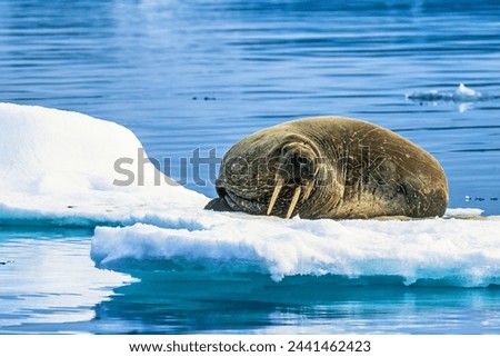 Walrus on a ice floe in arctic