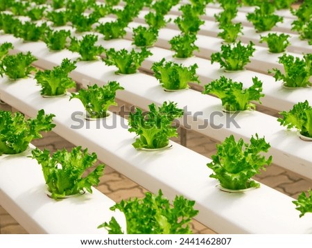 a picture of food growing in an artificial farm