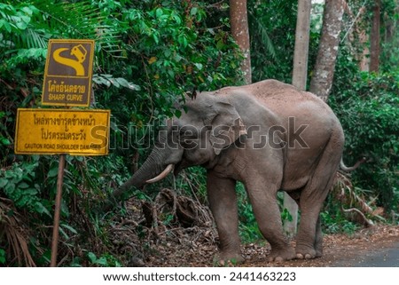 Its body is gray, its snout is called the trunk. The trunk of the Asian elephant has only one beak. Nakhon Ratchasima, Thailand.	