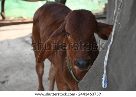 Small brown cow picture in a Vietnam farm area on a spring day