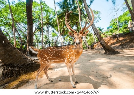 Spotted deer at Ross island, Andaman and Nicobar Royalty-Free Stock Photo #2441466769