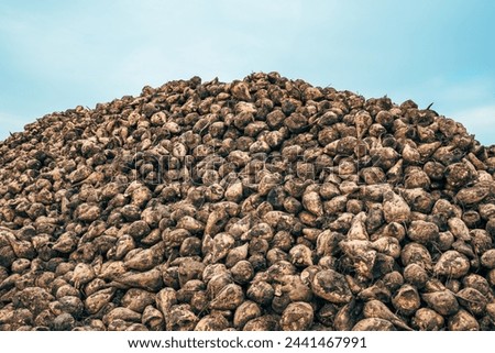 Pile of harvested sugar beet root crops in the field, selective focus Royalty-Free Stock Photo #2441467991