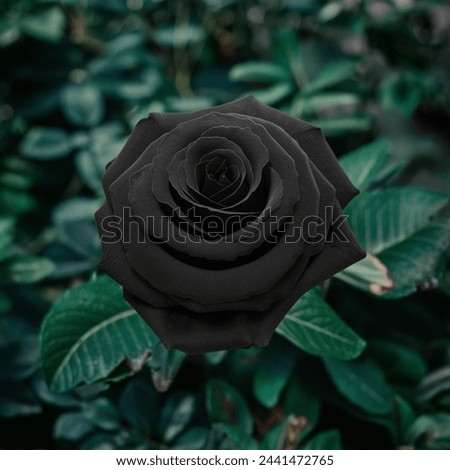 A Rear Picture of Black Rose with Natural Green Leaves Background | Black Rose | Rear Black Rose