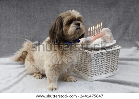 holiday candles on a bone for a dog's birthday