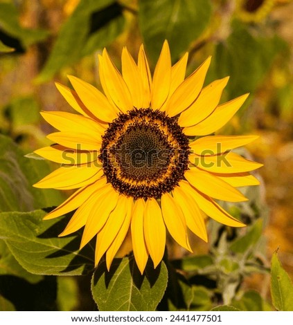 beautiful sunflower surajmukhi hybrid flower seeds picture