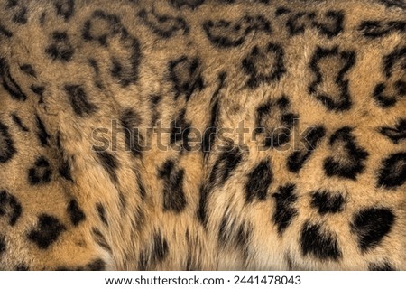 " skin leopard" wild animal skin that has a unique detailed texture