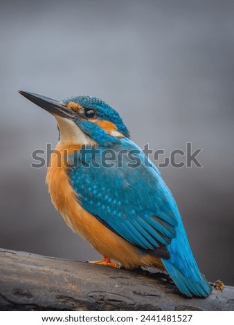 Common Kingfisher Bird Blue wildlife Photography