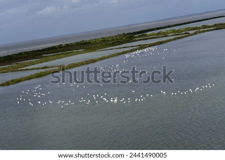 Flock of flamingos gracefully wading in the tranquil waters of the Tejo River, Portugal. Serene beauty captured in nature's embrace.
