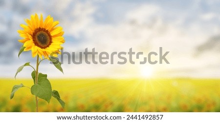 Romantic sunflower field with sunbeams and large sunflower, panoramic format with copy-space. Royalty-Free Stock Photo #2441492857