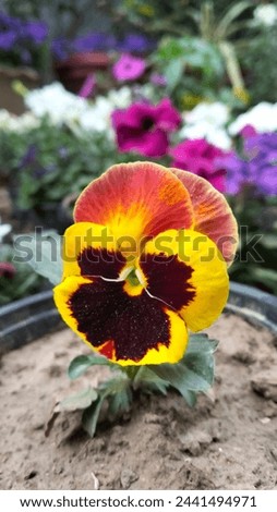 bueatiful picture of flame  panzy flower