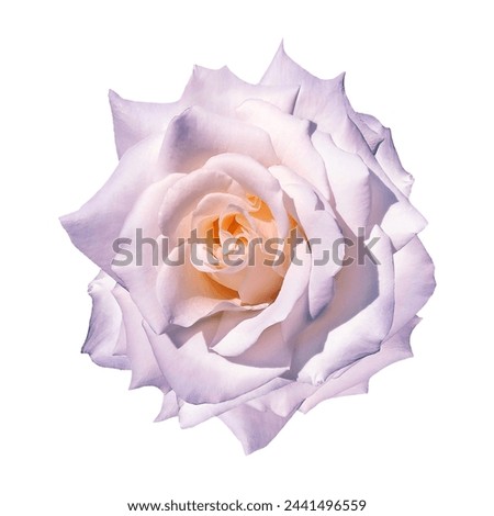 Rose flower  on  isolated background with clipping path. Closeup. For design.    Nature. 