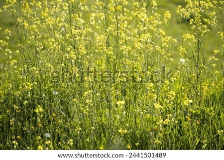green mustard plants with their yellow flowers on a blurred green background